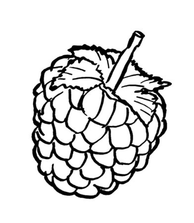 Контур ягоды малины
