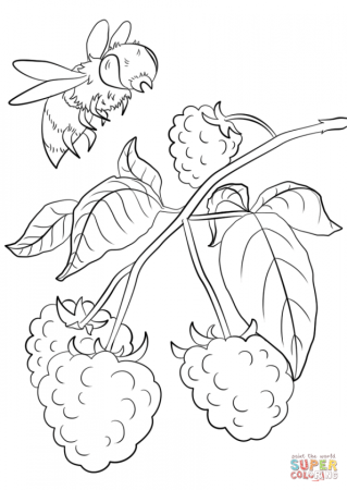 Фрукты. Раскраска