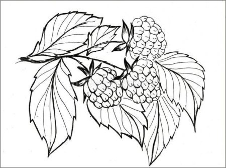 Трафарет малины для рисования