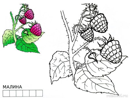 Куст малины раскраска