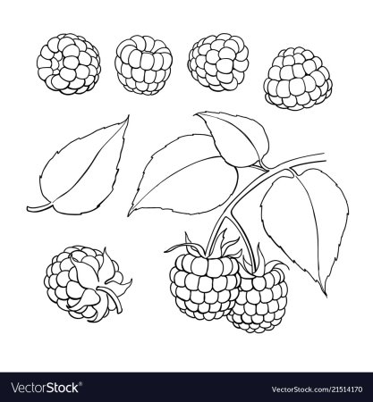 Малина раскраска для детей