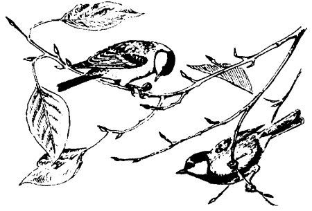 Синичка рисунок раскраска