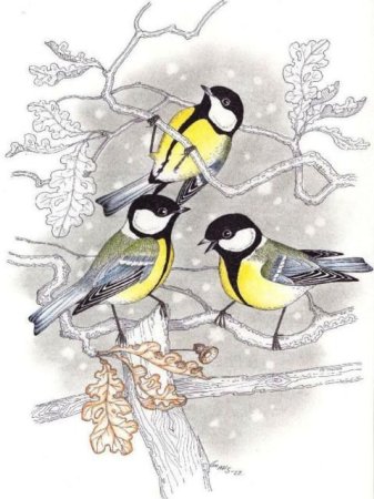 Синица на ветке раскраска