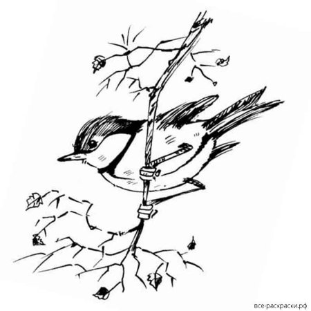 Синичкин календарь Бианки раскраска