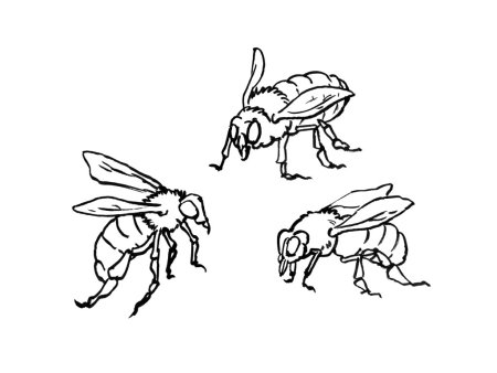 Части тела насекомых