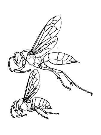 Категория оса Раскраски контуры насекомых для вырезания из бумаги для малышей