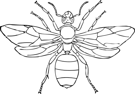 Оса картинка для детей раскраска