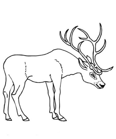 Олень раскраска