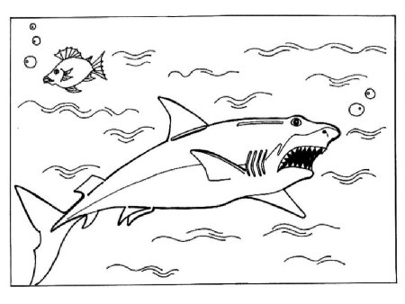 Акула раскраска