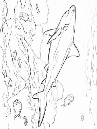 Акула карандашом для срисовки