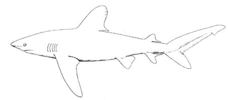 В море. Раскраска