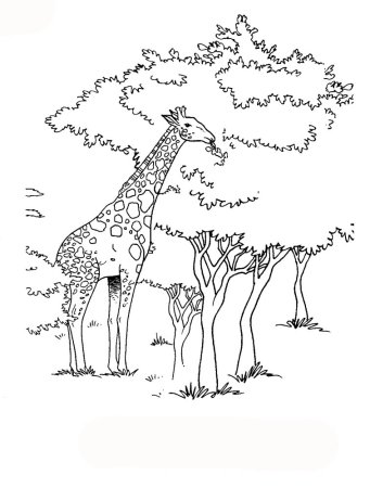 Раскраска Африканский слон