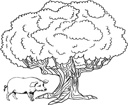 Дерево дуб рисунок для детей раскраска (46 фото)