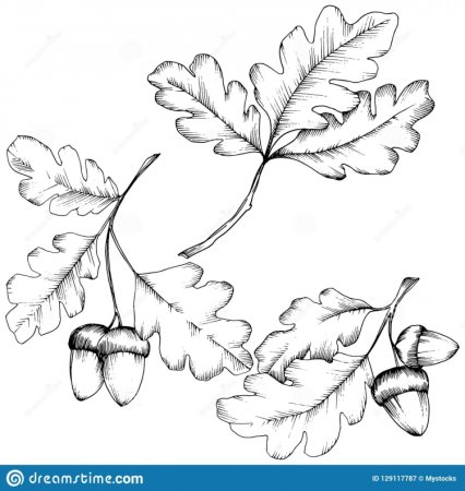 Лист дуба рисунок карандашом