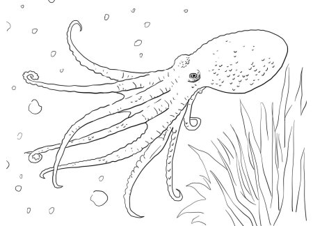 Морские обитатели раскраски для детей
