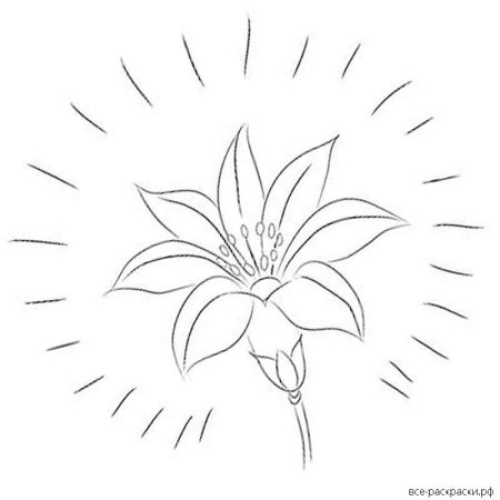 Ромашка раскраска 5 лепестков