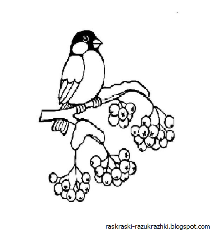 Снегирь раскраска для детей