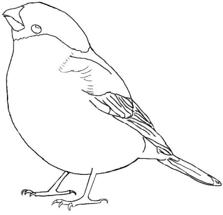 Снигирьраскраска для детей