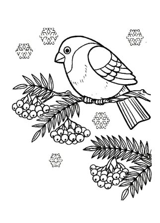 Снегирь раскраска для детей