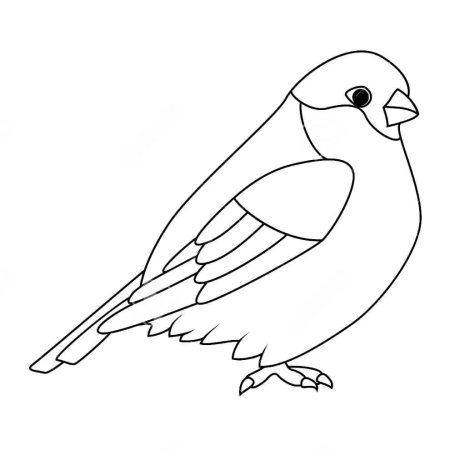 Снегирь спереди рисунок