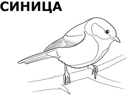 Снегирь раскраска