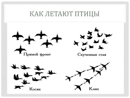 Осенние птицы раскраска
