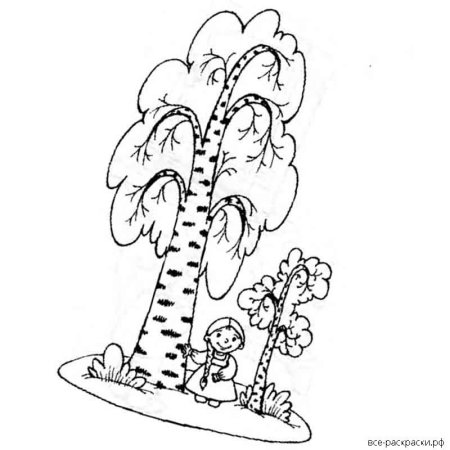 Береза раскраска