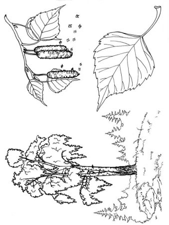 Береза раскраска для детей
