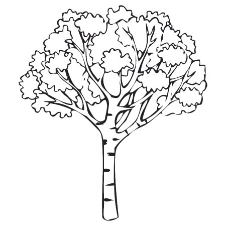 Береза раскраска