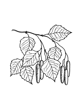 Береза раскраска