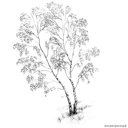 Ствол березы раскраска для детей