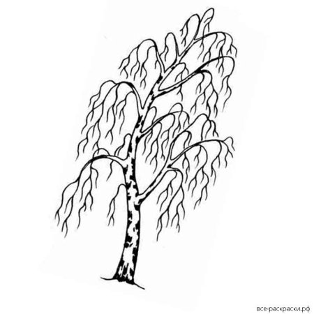 Береза рисунок