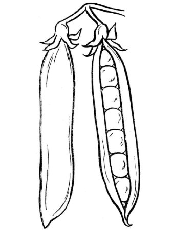 Горох раскраска для детей