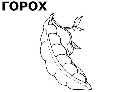 Стручок гороха контур