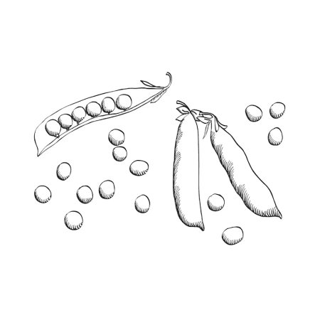 Горох раскраска для детей