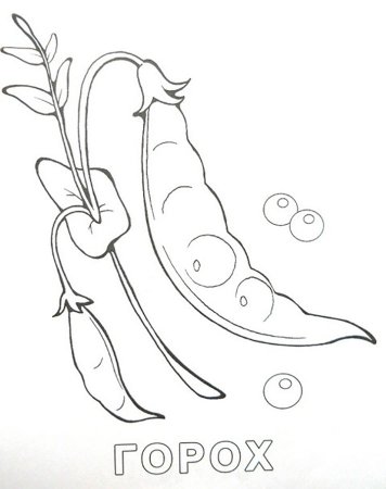 Горох раскраска для детей