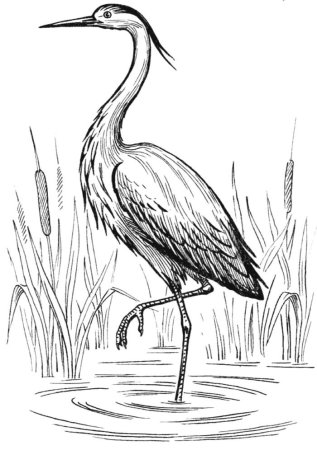 Цапля раскраска