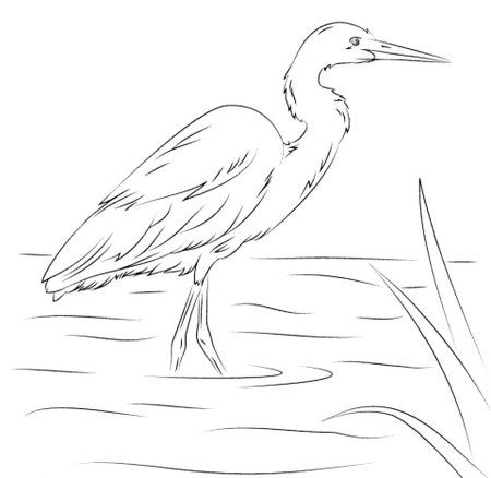 Цапля эскиз