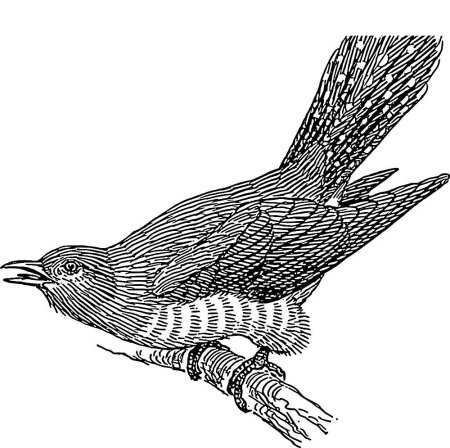 Кукушка раскраска для детей