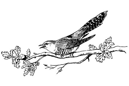 Кукушка картинка раскраска