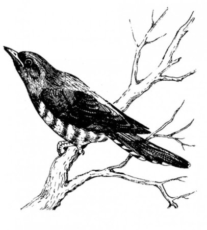 Кукушка рисунок карандашом