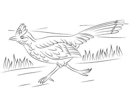 Кукушка раскраска