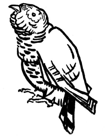 Соловей раскраска для детей