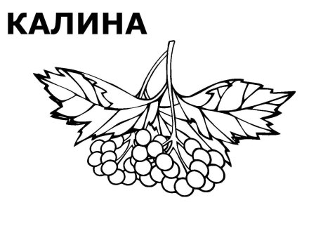 Калина раскраска