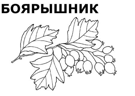 Гроздь рябины раскраска для детей