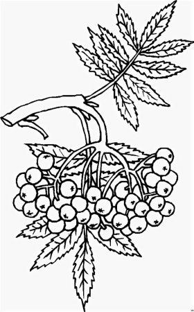 Кора калины Фармакогнозия