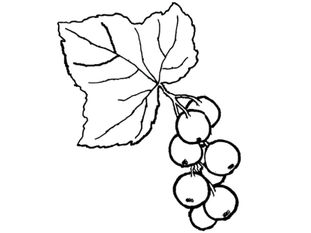 Калина обыкновенная