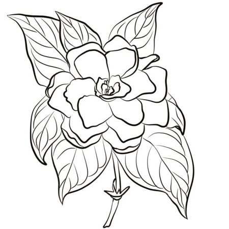 Аленький цветочек раскраска