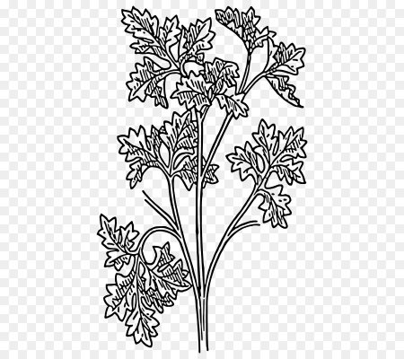 Веселый петрушка раскраска