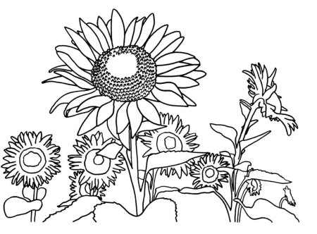 Раскраска природа